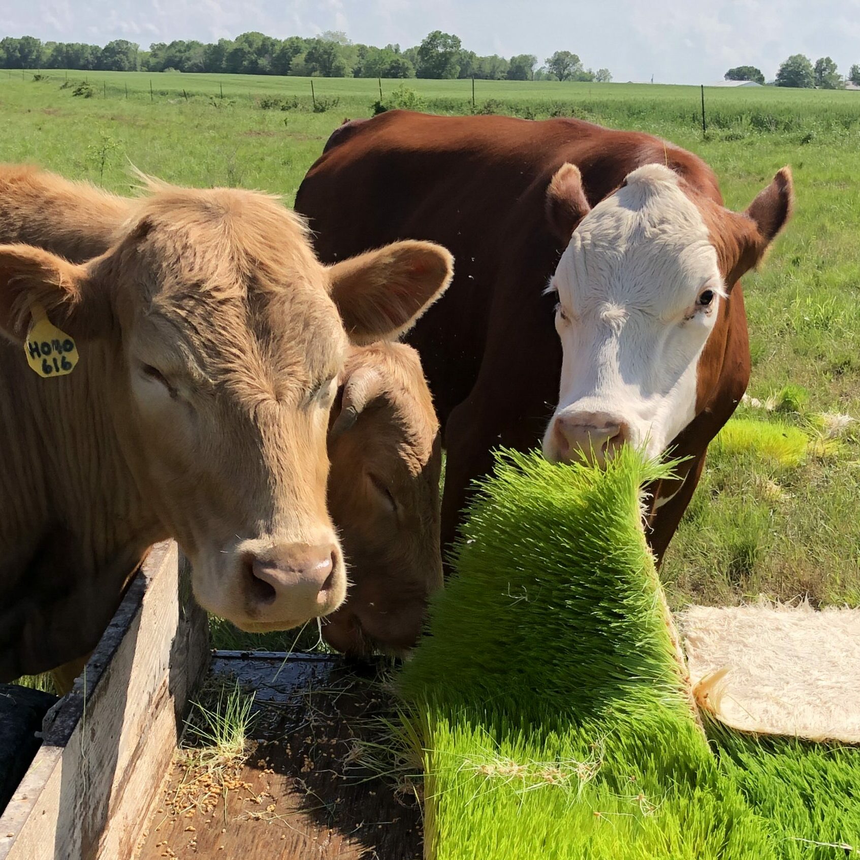 Two cows eat microgreens in a pasture.